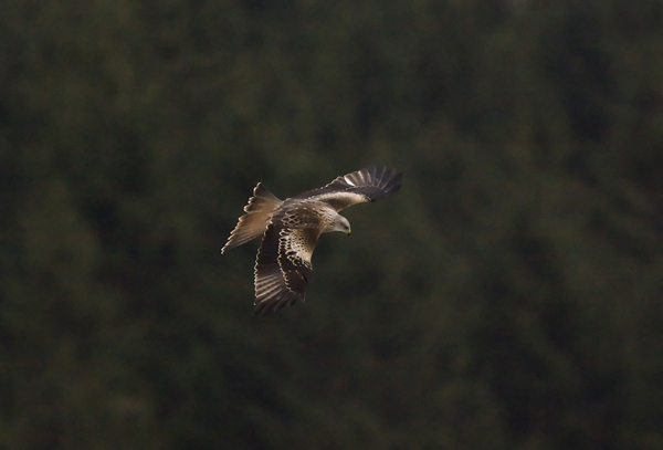 Red Kite