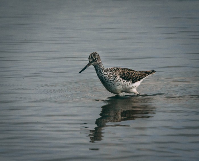 Greenshank