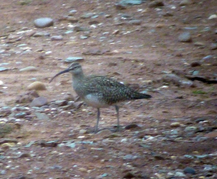 Whimbrel