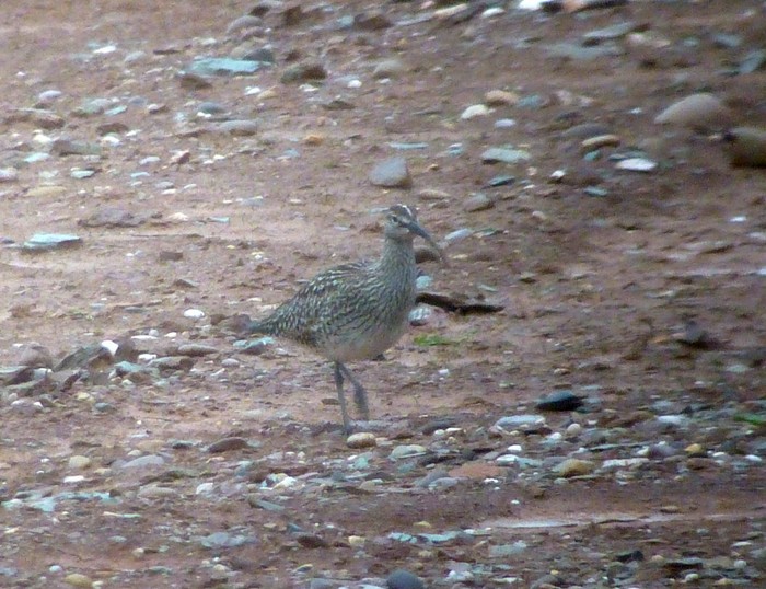 Whimbrel