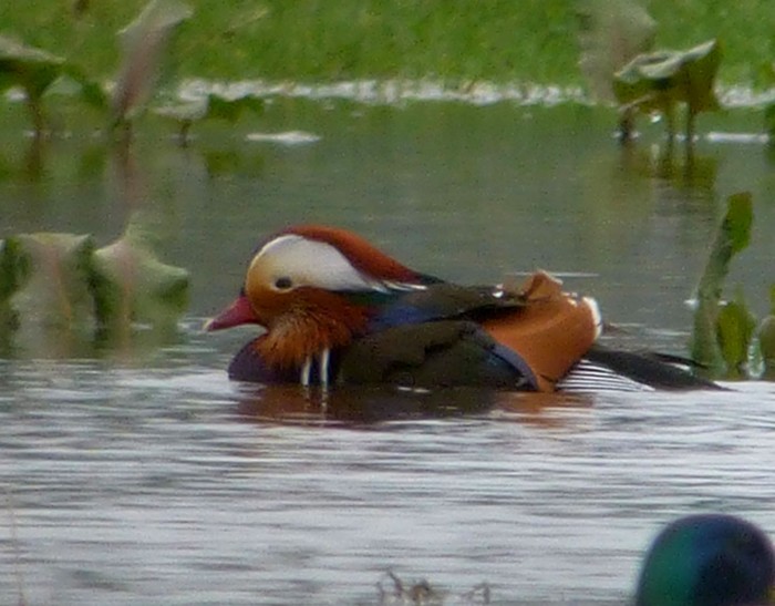 Mandarin