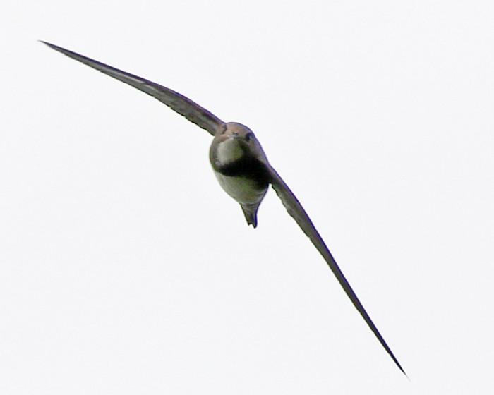 Alpine Swift