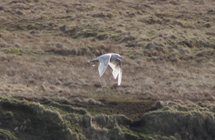 Glaucous Gull