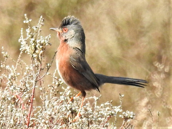 Dartford Warbler