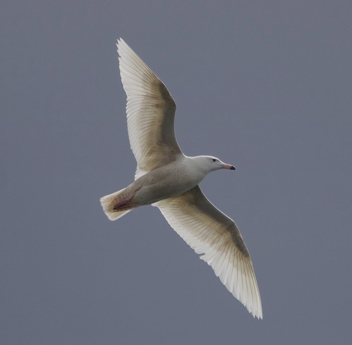 Glaucous Gull