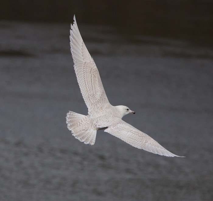 Iceland Gull