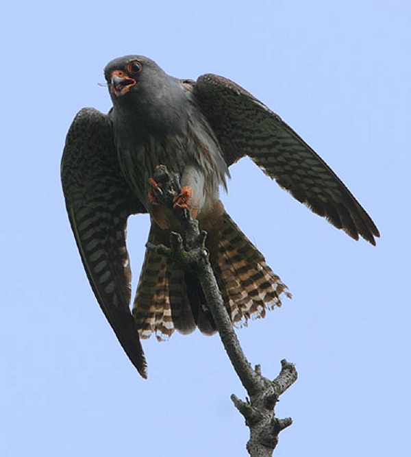 Red-footed Falcon