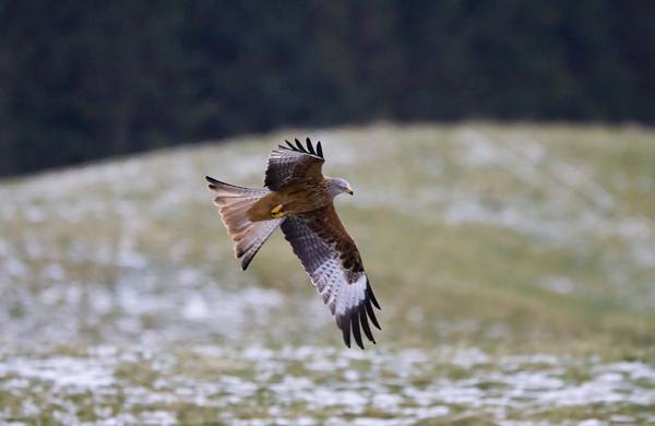 Red Kite