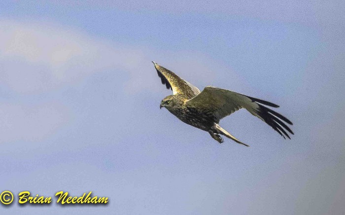 Marsh Harrier