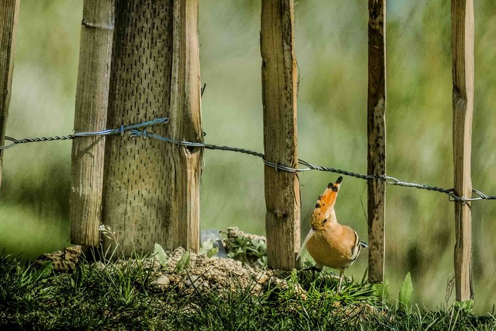 Hoopoe
