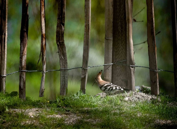Hoopoe