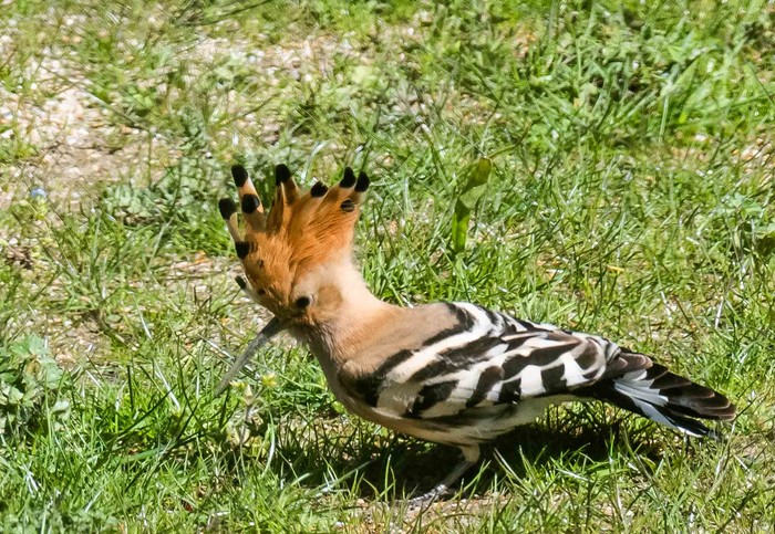 Hoopoe