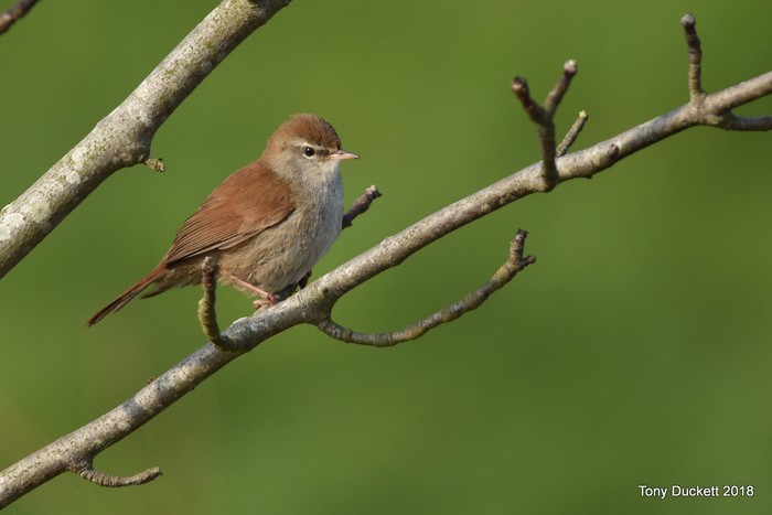 Cetti's Warbler