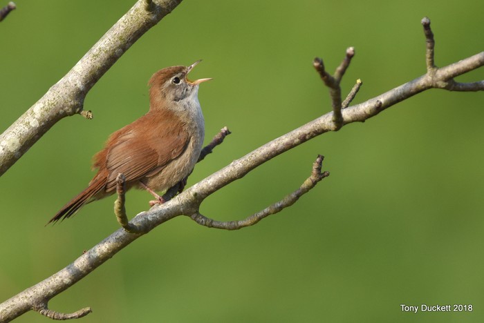 Cetti's Warbler