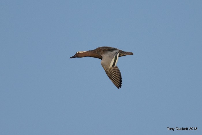 Garganey