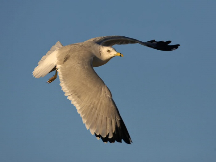 Ring-billed Gull