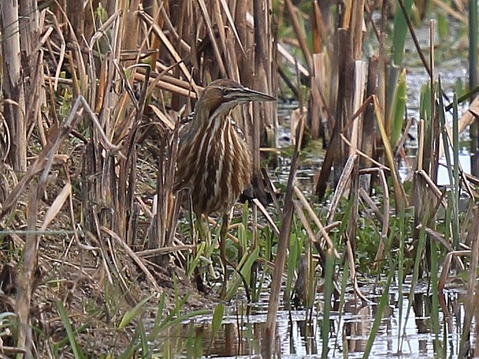 American Bittern