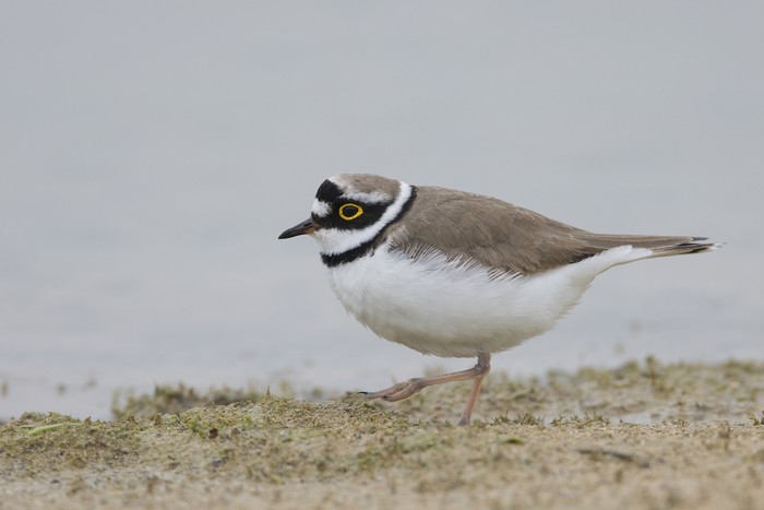 Little Ringed Plover