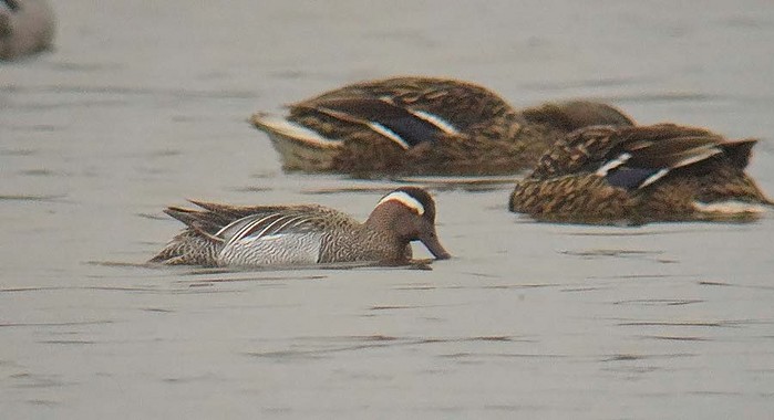 Garganey