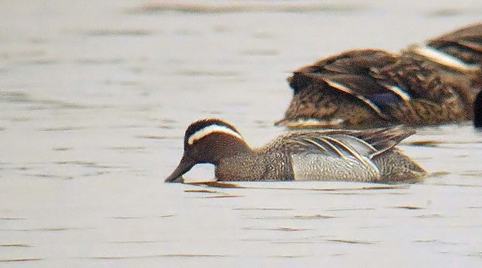 Garganey