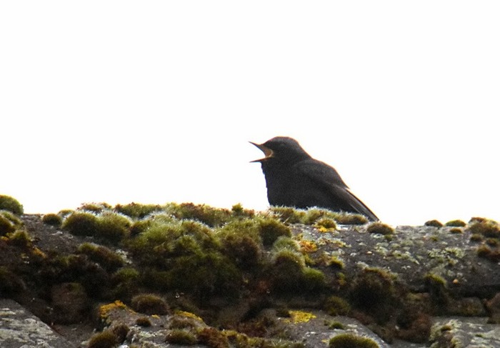 Black Redstart