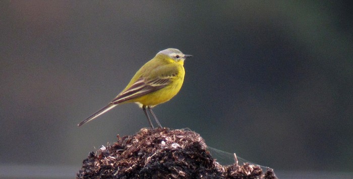 Yellow Wagtail