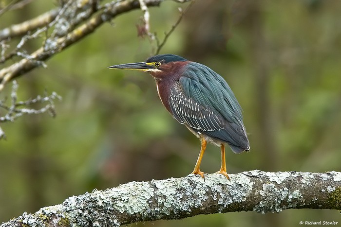 Green heron