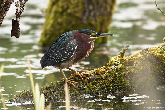 Green Heron