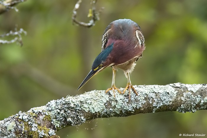 Green Heron