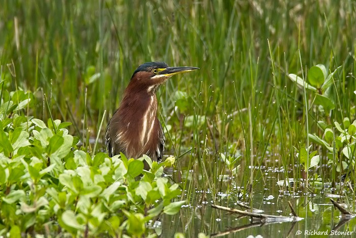 Green Heron