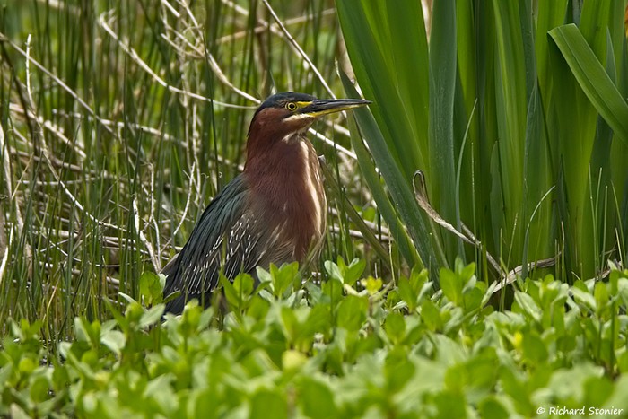 Green Heron