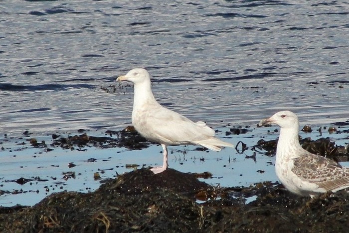 Glaucous Gull