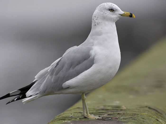 Ring-billed Gull