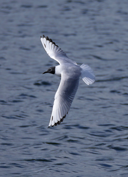 Bonaparte's Gull
