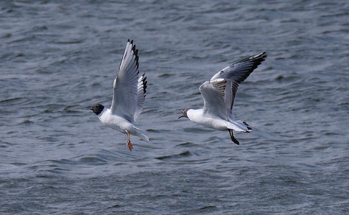 Bonaparte's Gull