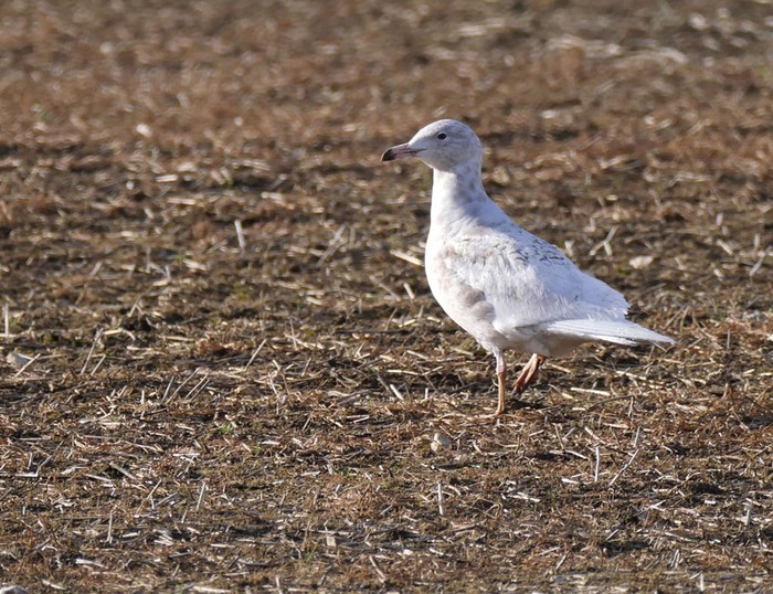 Glaucous Gull