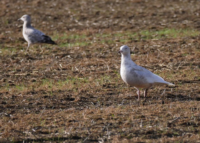 Glaucous Gull