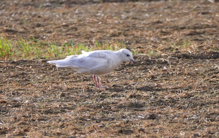 Iceland Gull
