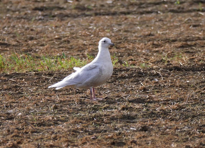 Iceland Gull