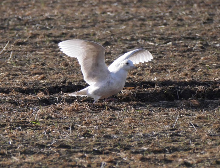 Iceland Gull