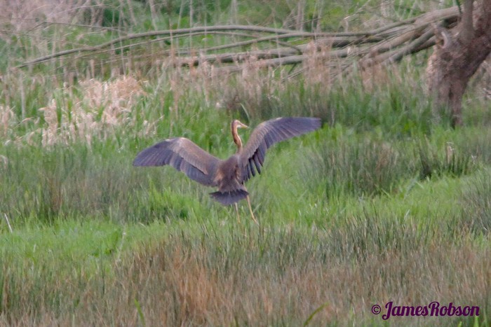 Purple Heron