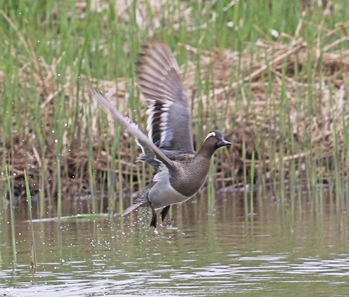 Garganey