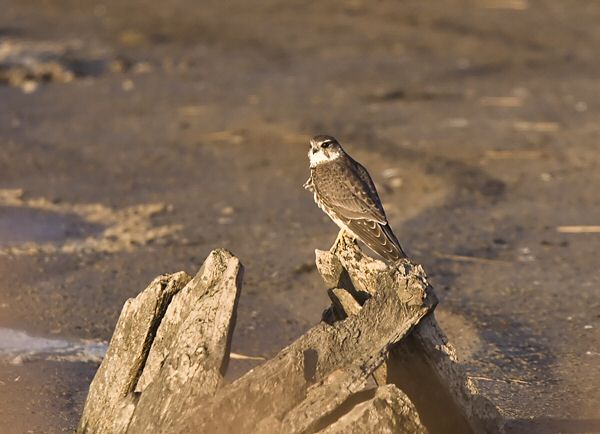 Merlin