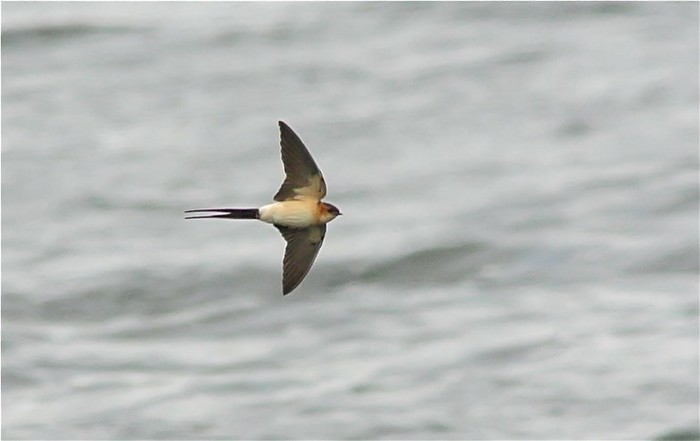 Red-rumped Swallow