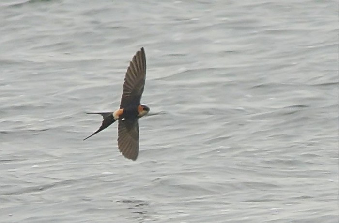 Red-rumped Swallow