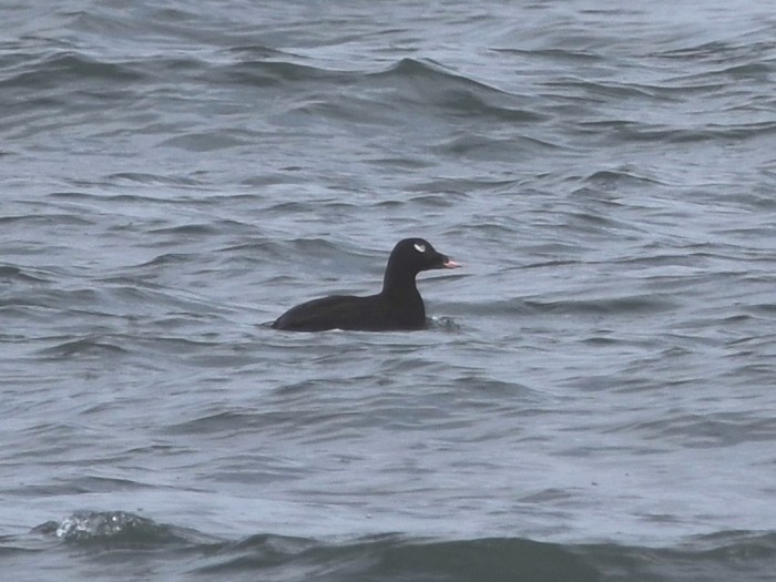White-winged Scoter