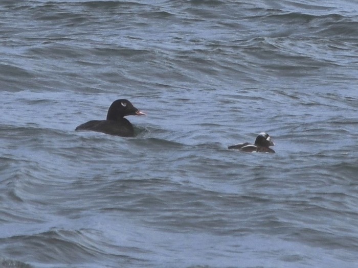 White-winged Scoter