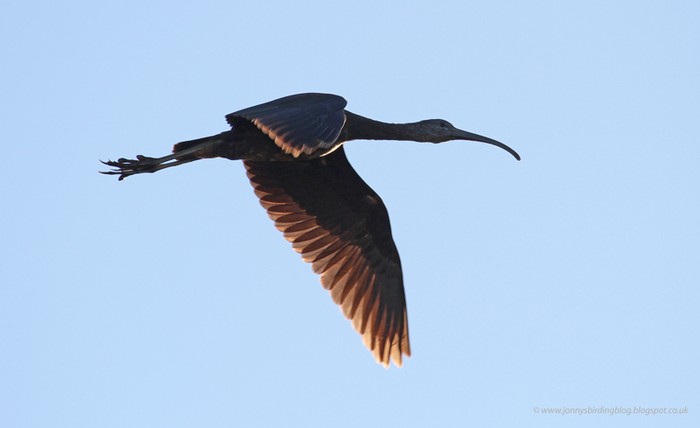 Glossy Ibis