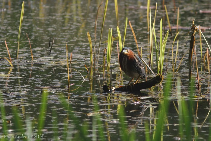 Green Heron