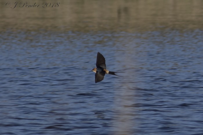 Red-rumped Swallow